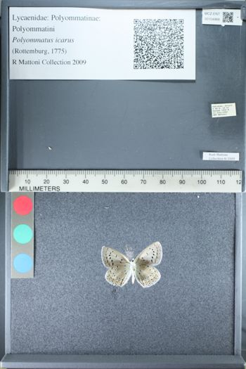 Media type: image;   Entomology 154968